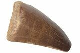 Fossil Mosasaur (Prognathodon) Tooth - Morocco #216999-1